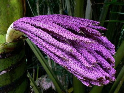 La Naturaleza Nos Regala Sus Flores M S Bellas Im Genes