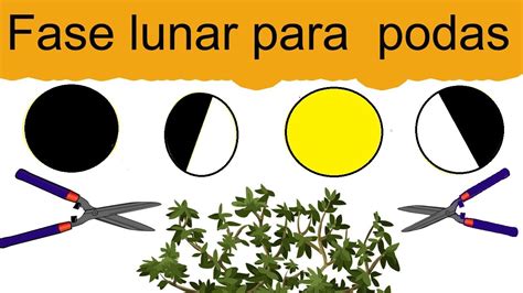 Monarca Optimista Aditivo Calendario Lunar Para Podar Plantas Solapa