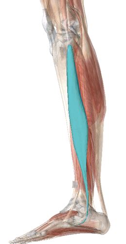 Muscles Of The Lateral Compartment Of The Leg Flashcards Quizlet