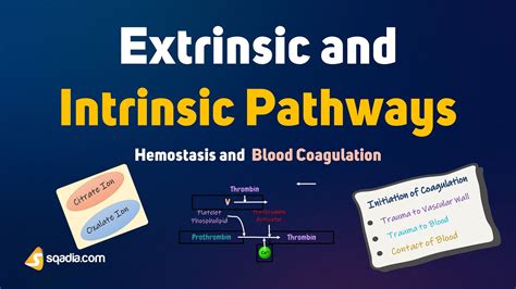 Hemostasis And Blood Coagulation Extrinsic Pathway And Intrinsic Pathway