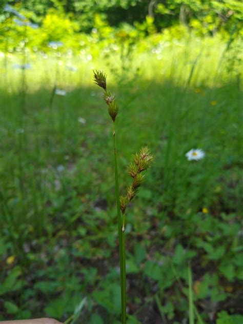 Carex Sect Cyperoideae In July 2019 By Alex Graeff INaturalist