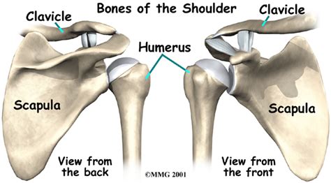 Paragon Physiotherapy Anatomy Of The Shoulder