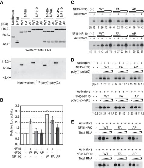 The Rna Binding Complexes Nf45 Nf90 And Nf45 Nf110 Associate Dynamically With The C Fos Gene And