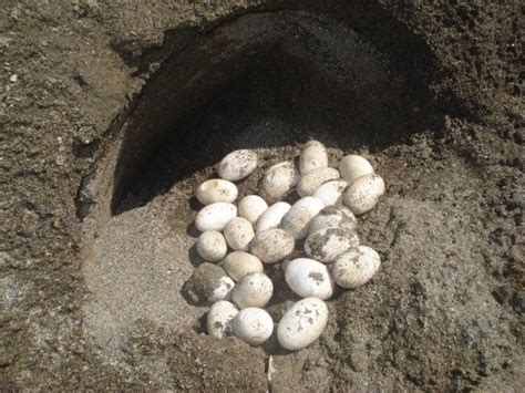 Más gallinas de palo que humanos en Puerto Rico