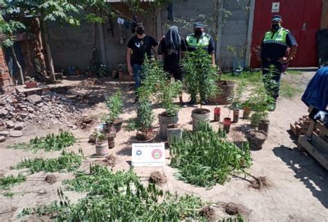 En Septiembre La Polic A Tucumana Secuestr Plantas De Marihuana Y