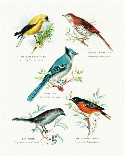 Vintage Birds Print Set Antique Bird Wall Art Set Of 2 8x10 Prints