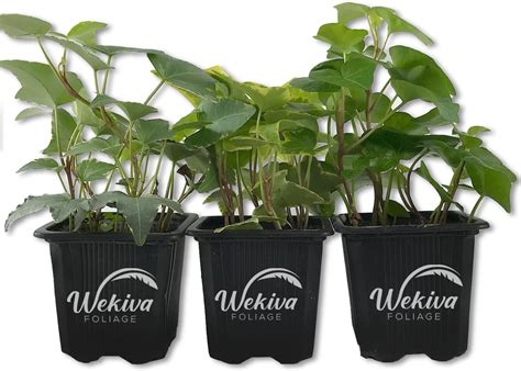 English Ivy Trio Variety 3 Live Plants In 3 Inch Pots Hedera Helix