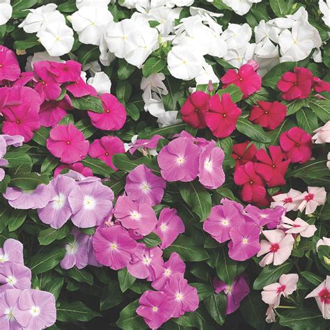 Vinca Catharanthus Cora Xdr Complete Mix Muller Seeds