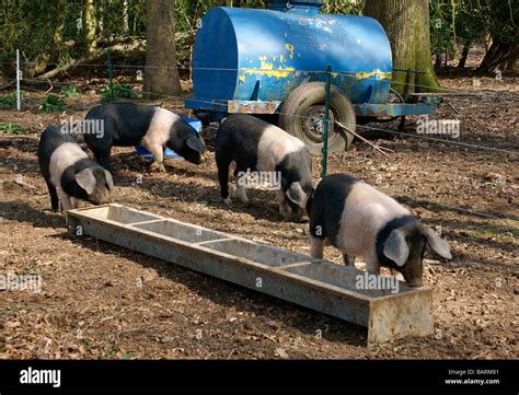 Free Range Pigs Swine And Trough Stock Photo Alamy