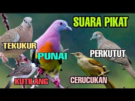 Suara Pikat Punai Tekukur Perkutut Kutilang Cerucukan