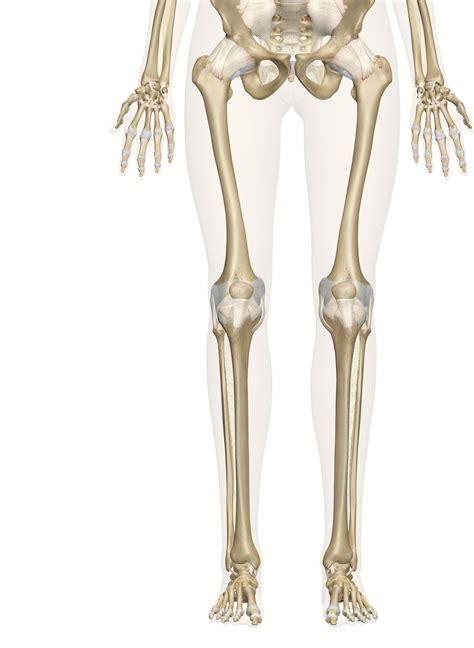 The Leg And Foot Bones Anatomy And 3d Illustrations