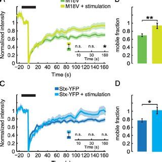 morphology  synaptic transmission  munc  venus mv