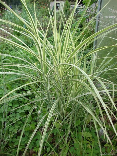 Chinese Silver Grass Miscanthus Sinensis Variegatus Garden