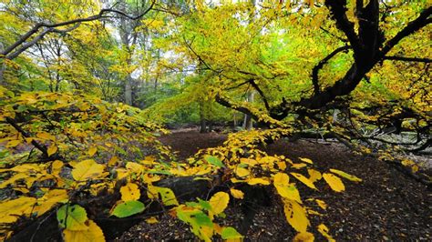 Epping Forest Walks - A Splendid Getaway From London For Hikes