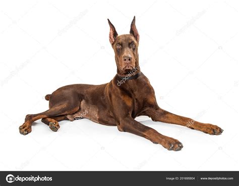 Beautiful Large Red Doberman Pinscher Purebreed Dog Lying Side White