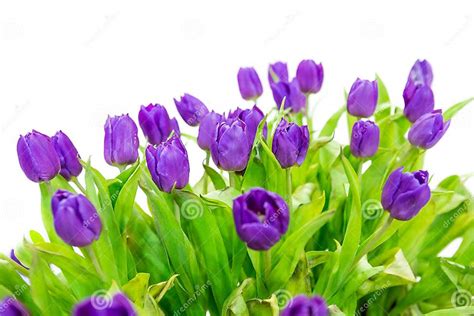 Tulip Purple On A White Background Stock Photo Image Of Netherlands