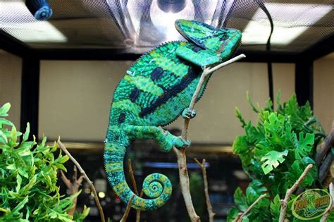 Veiled Chameleon | Veiled chameleon, Reptiles and amphibians, Reptiles