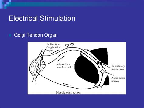 Ppt Spasticity What Causes It And Can It Be Inhibited Powerpoint Presentation Id 1245188