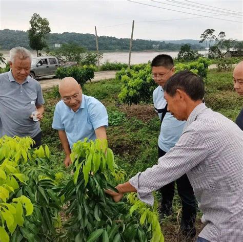 19名川渝英才集结，奔赴基层一线 帮扶