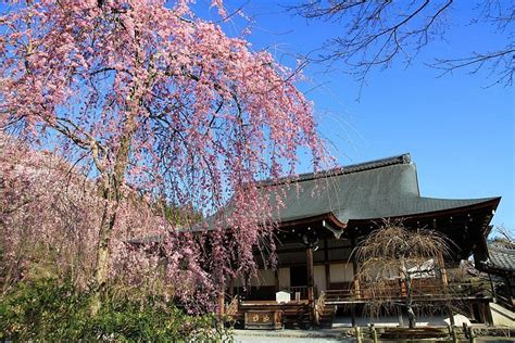 2023 1-Day Kyoto Cherry Blossom Tour