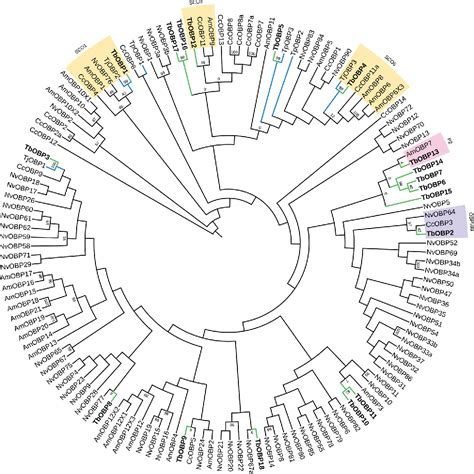 Pdf Identification And Expression Of Odorant Binding Proteins In The