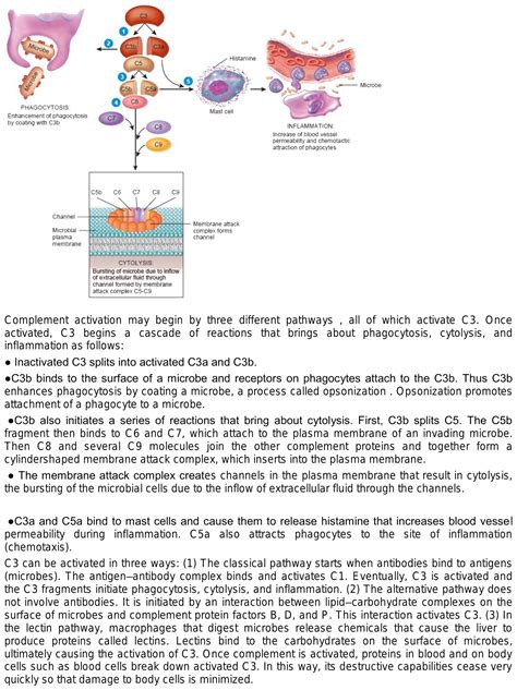 What Is Complement Mediated Cells Lysis