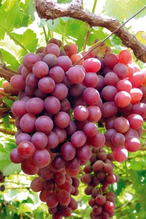 Uvas de Mesa e Mangas do Vale do Submédio São Francisco A Lavoura