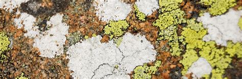 Organic Shapes In Nature & Art – Creativity Booster Art - Hauklien ...