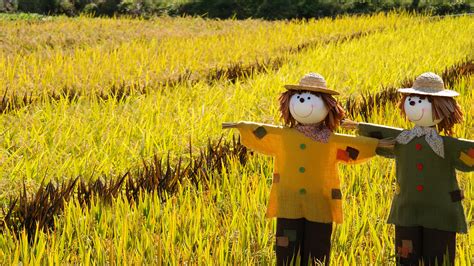 Where Do Scarecrows Come From Mystery Science