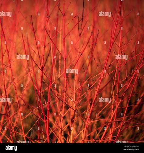 Sunlit Stems Of Cornus Sanguinea Anny S Winter Orange In A Garden