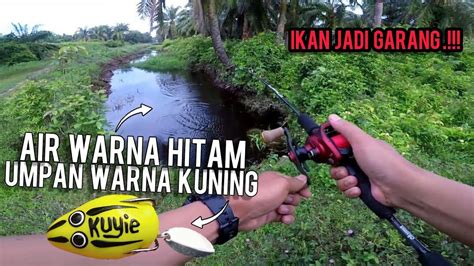 Casting Haruan Sawit Tanah Gambut Air Hitam Menjadi Lubuk Haruan