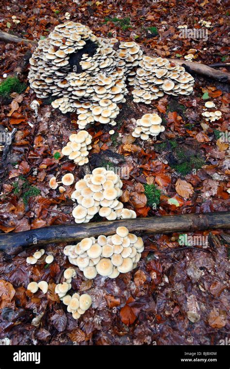 Sulphur Tuft Fungi Hypholoma Fasciculare Growing On Decaying Tree