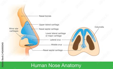 Anatomy Of Human Nose In Side View And Below Illustration About