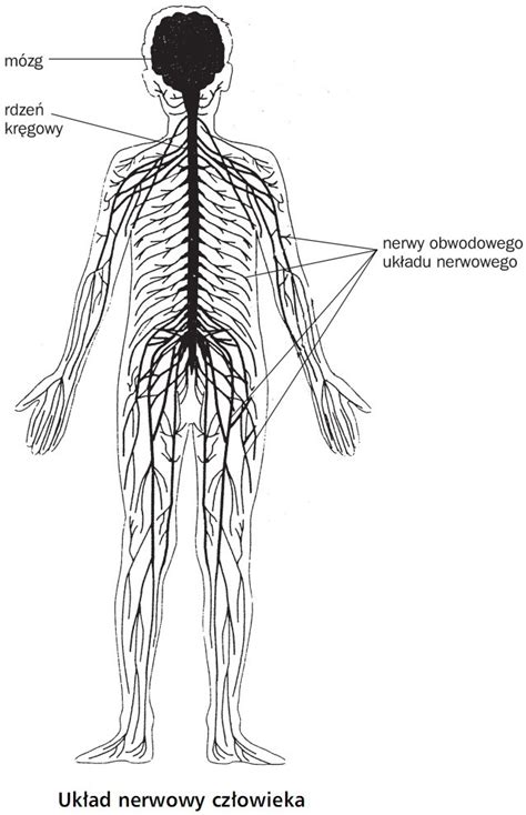 Układ nerwowy anatomia krew mięsień kość nerw