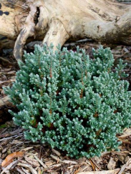 Chamaecyparis Thyoides Blue Rock Versent Schijncypres De