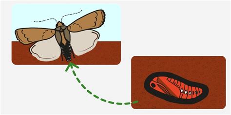 The life cycle of the African armyworm – PlantwisePlus Blog