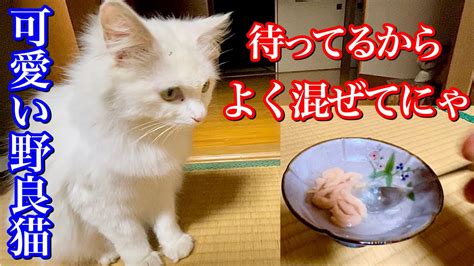 大好きなチュールの水割りをお利口さんに待ってる野良猫が可愛すぎる Youtube