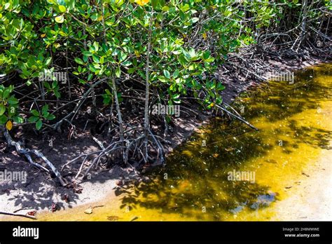 Mangroves With Land Hermit Crabs Spider Crab Neosarmatium Meinerti