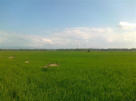 Rawa Lakbok Terindikasi Lahan Gambut