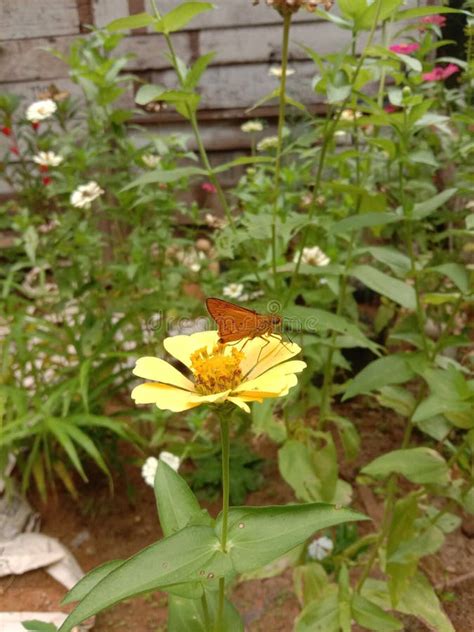 Uma Pequena Borboleta Empoleirada Numa Flor Amarela Imagem De Stock