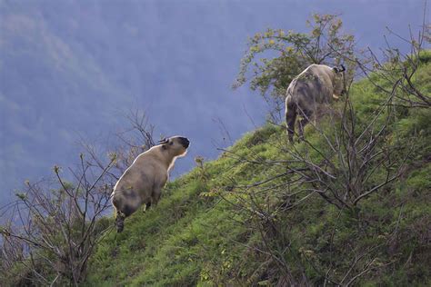 Following The Amazing Animals Of China An Eastern Mishmash Of Biodiversity