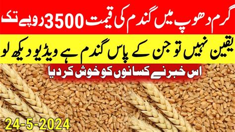 Wheat Price In Punjab Gundam Gandam Rate Today Wheat Price Today