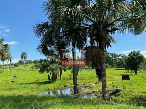 Fazenda Haras de 59 Alqueires 286 hectares em Jaraguá GO Terrenos