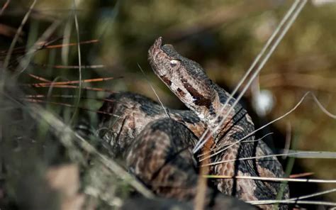 Saving Snakes: The Need for Conservation Efforts to Protect Endangered ...