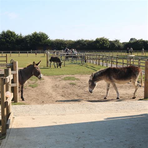 Hayling Island Donkey Sanctuary: All You Need to Know