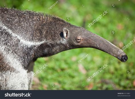 517 Giant Anteater Tongue Images, Stock Photos & Vectors | Shutterstock