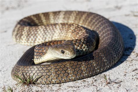 Eastern Tiger Snake stock photo. Image of tiger, venomous - 188482728