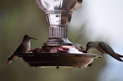 Owl Room - Estes Park, CO Lodges | Estes Lake Lodge