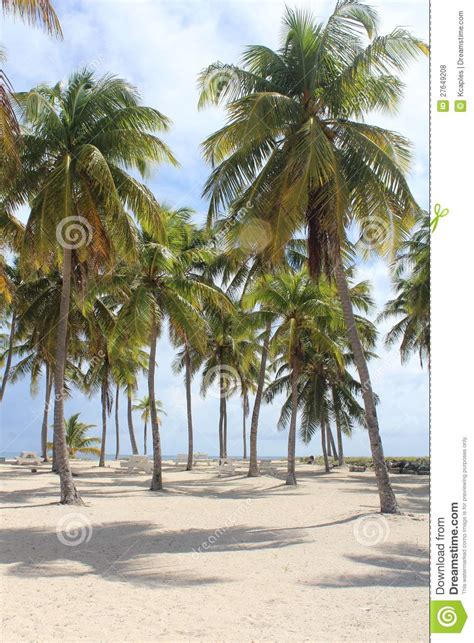 Palm Trees Stock Photo Image Of Green Yellow Table 27649208