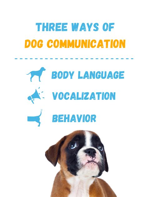 How To Master Dog Communication And Understand Your Puppy The Puppy